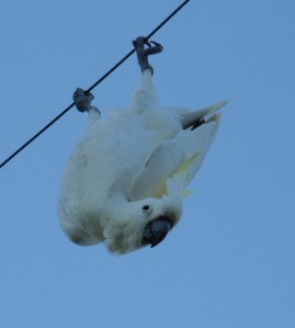 Hanging Cockatoo_Think Smart and Lose Weight_ Sandy Bröcking